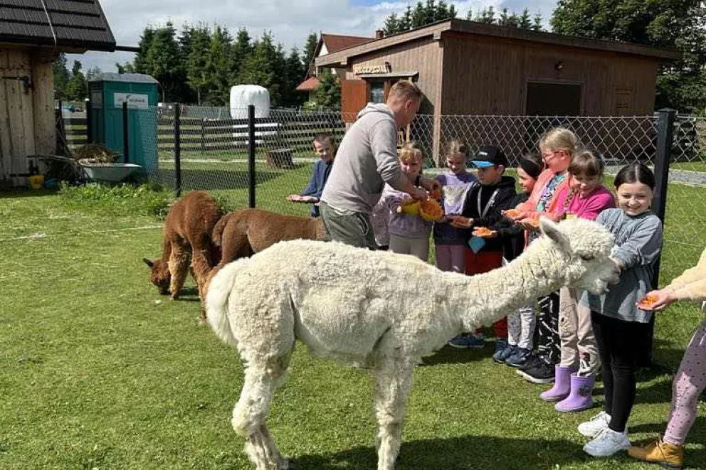 Alpakoterapii ciąg dalszy